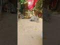 #suncats #catfunny #funny #catvideos #prettyfunny #funnycatvideos #funnyanimal #cute #pets