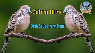 សំទ្បេងសត្វលលកដី | Zebra Dove bird sound | Bird sound dove lovely