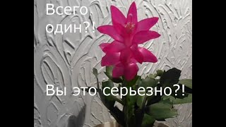 Мои суккуленты зимой