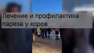 Лечение и профилактика пареза у коров