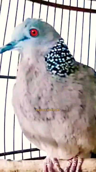 TEKUKUR KUK 2 GACOR SUARA MERDU IRAMA SYAHDU ‼️