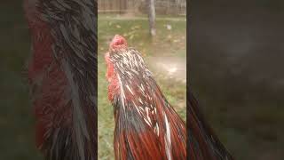 Tes bakat‼️#ayam #ayamberkualitas #ayambangkok 