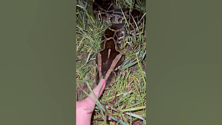 Exploring the Everglades! #snake#crazy#wildlife#everglades#conservation#animals#florida#python#gator