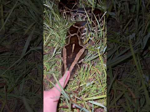 Exploring The Everglades Snake Crazy Wildlife Everglades Conservation Animals Florida Python Gator