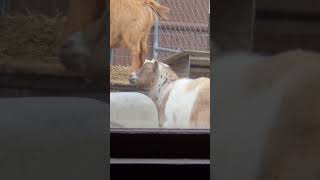 When life craps on you #goats #uplighting #makethebestofit