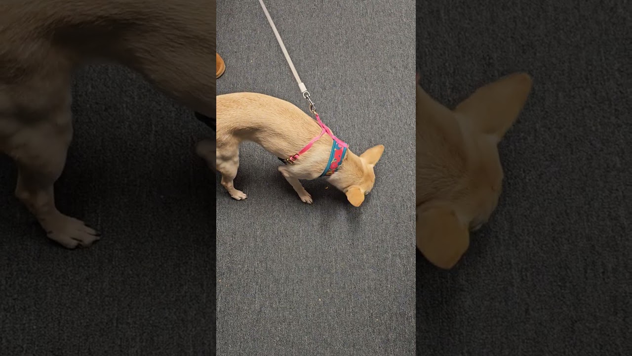 Угощения из Адвент-календаря Milk Bone, часть 11 из 14