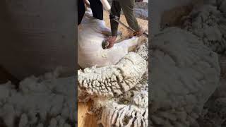 Shearing a Rambouillet horned ram 🐏