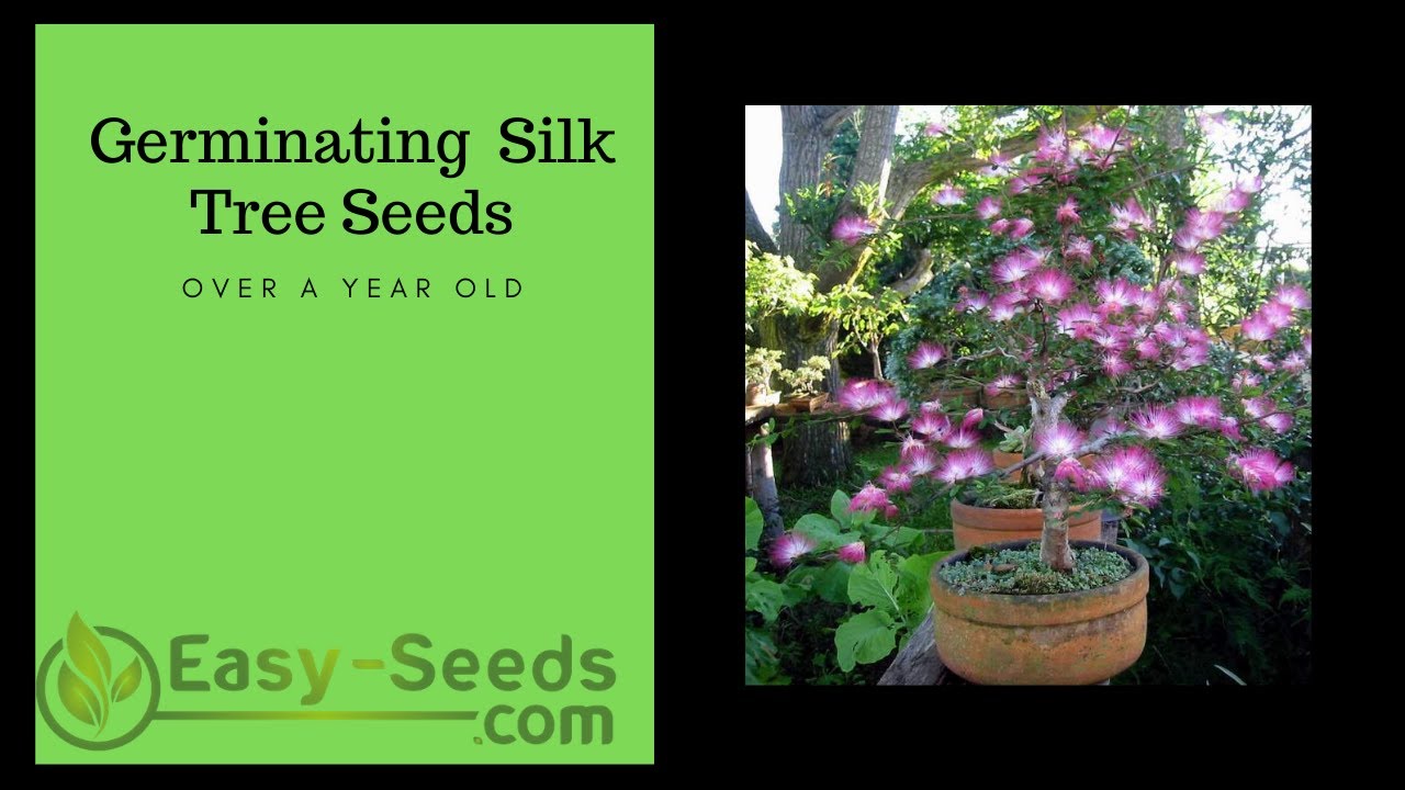 Germinating Aged Silk tree Seeds julibrissin YouTube