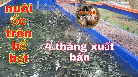 THĂM ỐC CỦA KHÁCH HÀNG NUÔI TRÊN BỂ BẠT🌹ỐC NHANH LỚN THẤY MÊ|TRẠI ỐC VĂN HẢI☎️0917.700.833