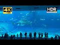 Okinawa Churaumi Aquarium - 4K HDR