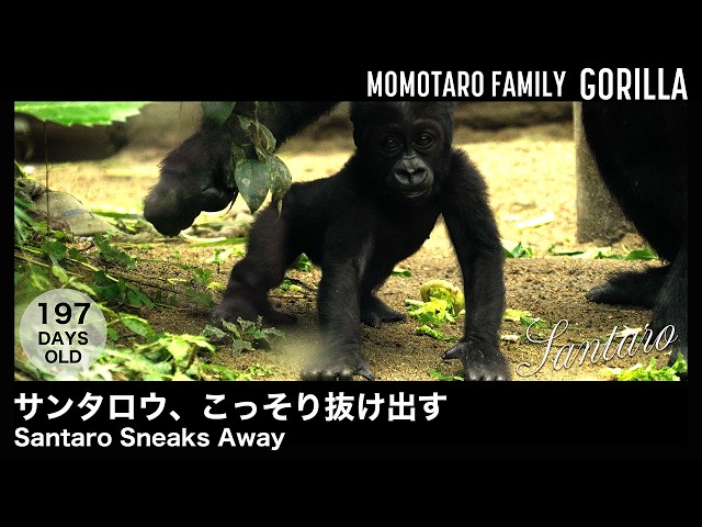 Santaro Sneaks Away – Fun Gorilla Family at Kyoto Zoo, Vol. 136
