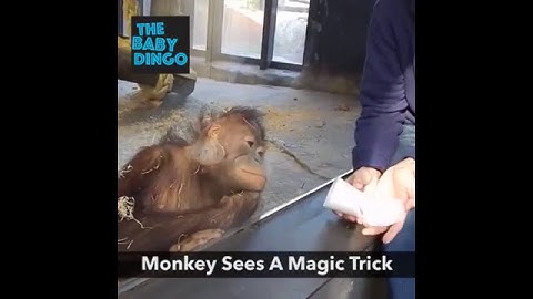 Monkey sees a magic trick   blows its mind!