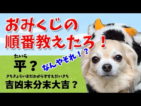 関西弁をしゃべる犬 チワワの銀さん おみくじの順番教えたらか 伏見稲荷のおみくじ知ってる おしゃべりペット Youtube