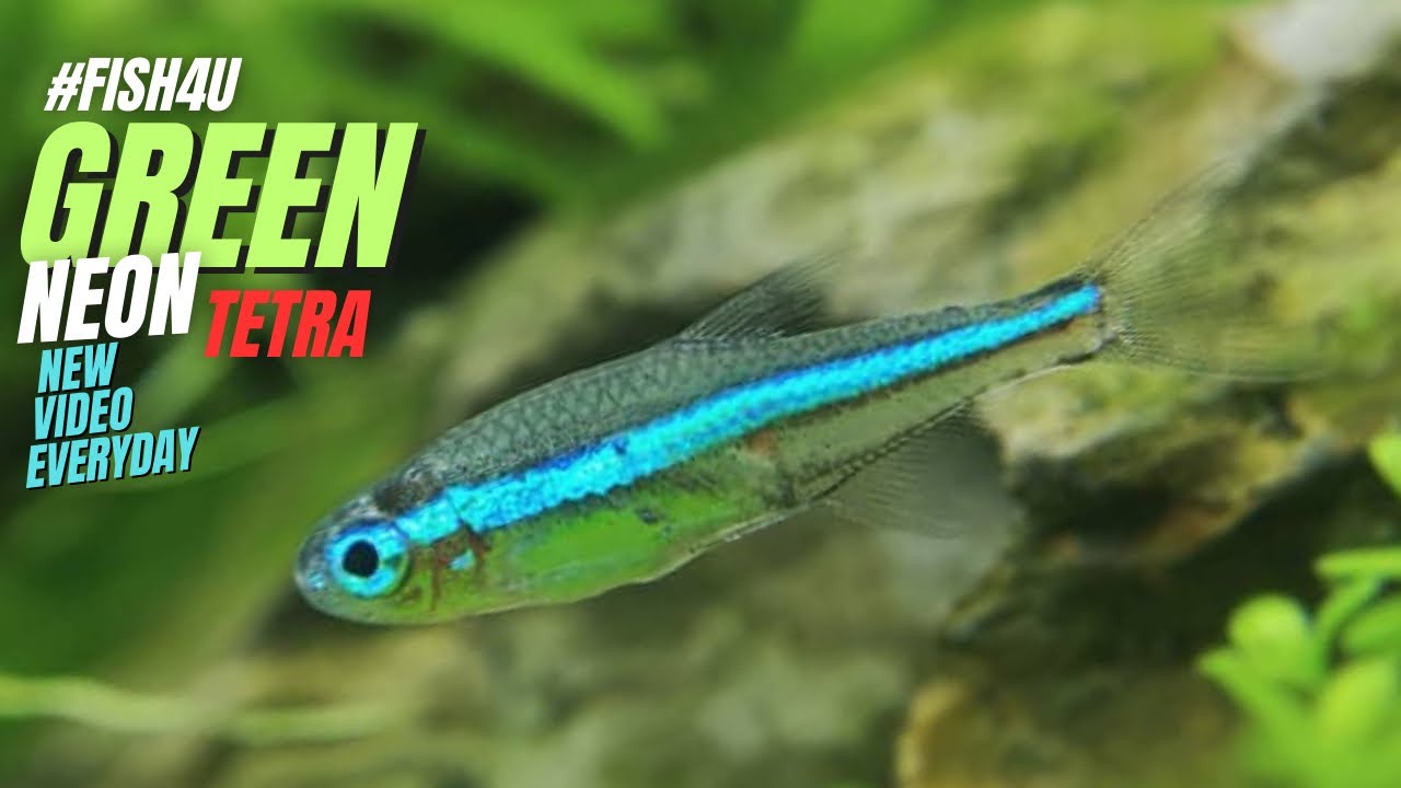 "Green Neon Tetra (Paracheirodon Simulans), discover the Rarest neon fish in Aquariums!"