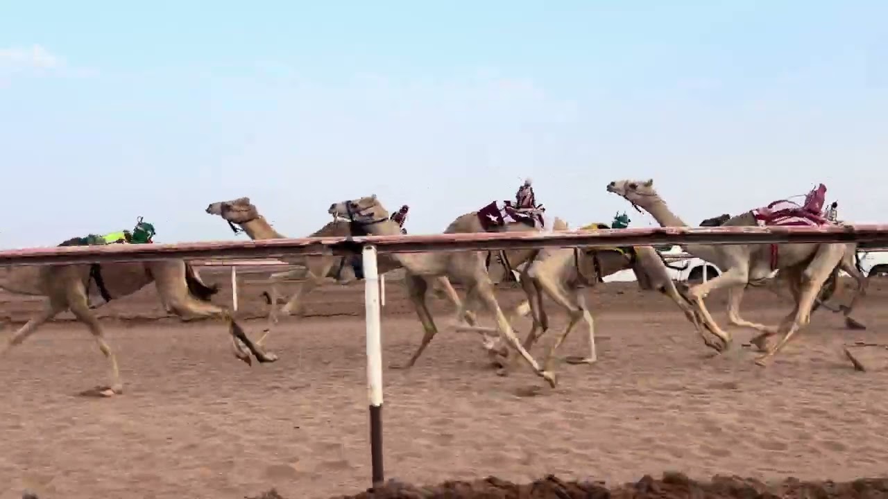 الشوط الثالث مفاريد بكار / فزاعه - صالح رشيد الحربي 