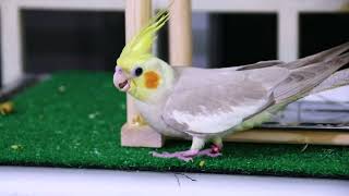 Cute Parrots Playing Every Day! 🦜💕