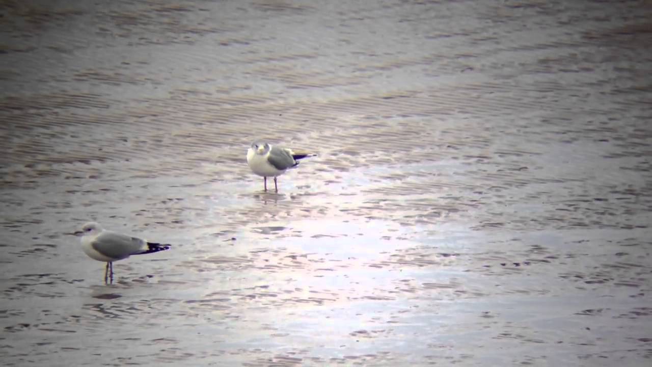 Strange Common Gull @ Bran Sands (21.0213)