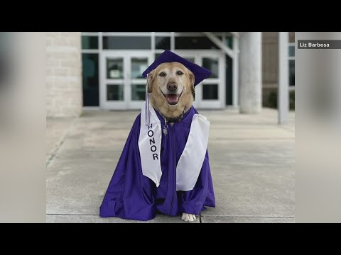 'She has more than earned her feather' : Service dog graduates from Groves Middle School with honors