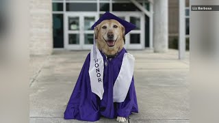 Famous 'She has more than earned her feather' : Service dog graduates from Groves Middle School with honors Wealth