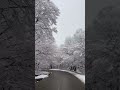 a Road and Trees #calm #nature #relax #naturevideo  #naturesounds #naturephotography #snow