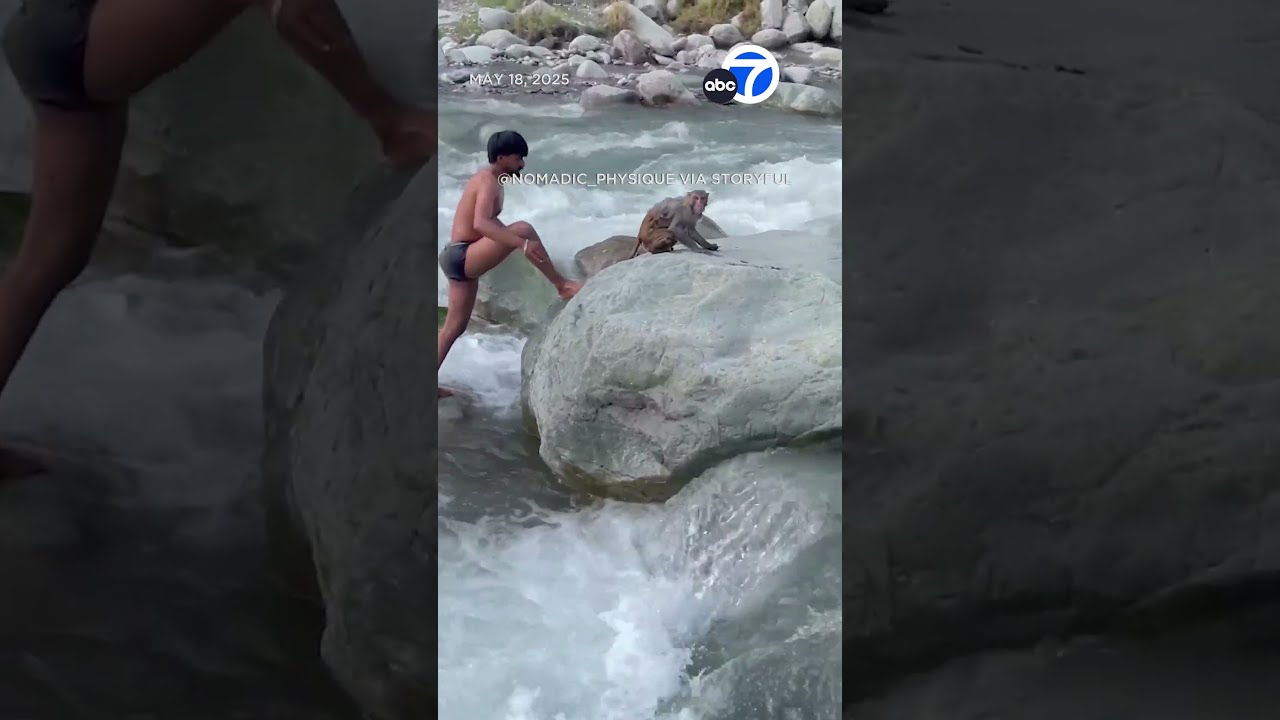Monkey Stranded In River Resists Rescue Efforts