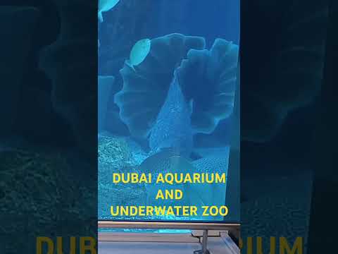 Dubai Mall #viral #trending #shorts #shortvideo #travel #fyp #youtubeshorts #dubai #funny #aquarium