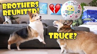 CORGI Brother's Reunion  Doesn't Go As Planned! || Life After College: Ep. 747