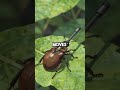 This Tiny Beetle Has a Chemical Weapon More Powerful Than Human Bombs