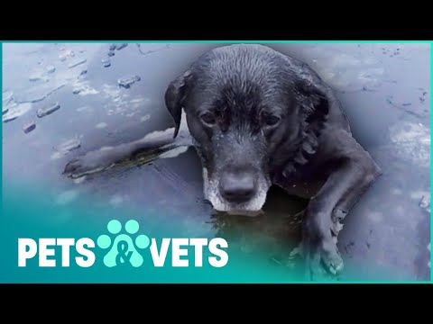 Video: Pet Scoop: Panicked Dog Falls prochází ledem na jezeře, Vet stoupá do klece do pohodlného psa
