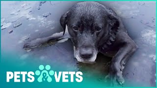 Scared Labrador Falls Through Thin Ice | Dog Rescuers | Pets & Vets