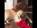 Dog Makes Snarly Face at Being Licked by Cat - 1011492