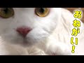 窓枠に乗りたい猫のお願いの仕方が可愛いすぎた…！