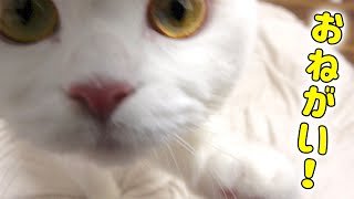 窓枠に乗りたい猫のお願いの仕方が可愛いすぎた…！