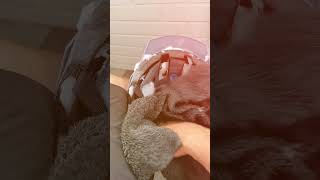 видео: Попробовал Muc-Off Foam Fresh и остался в восторге #mtb #mucoff #test #fresh #helmet #wash #downhill картинка: Попробовал Muc-Off Foam Fresh и остался в восторге #mtb #mucoff #test #fresh #helmet #wash #downhill