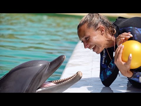 Vidéo: Combien coûte le spectacle de dauphins au zoo de Brookfield ?