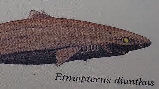 How To Draw a Pink Lanternshark