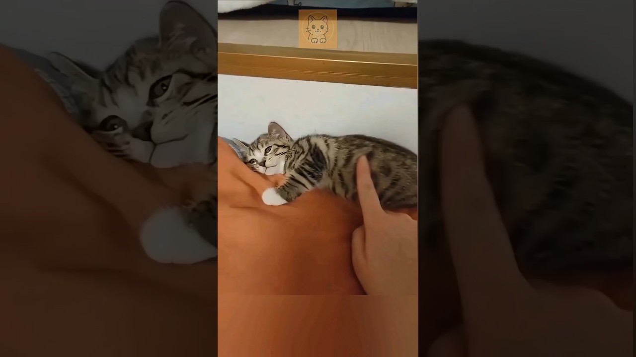 Cute Cats And Kittens | Funny Cats | Daily Meow 6 #cat #shorts #cats