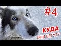 ПОТЕРЯЛСЯ КАЮР \ ЧУТЬ НЕ ЗАМЕРЗЛИ \ БЕРИНГИЯ 2019 \ КАМЧАТКА   #4