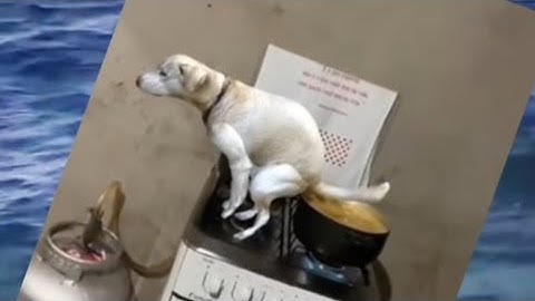 YTB Top những video cười không ngậm được mồm  viral trên tiktok