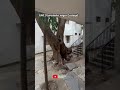 Garudadiri nagar cottage at Tirumala Rs50 per day -offline booking At CRO office #tirumala #tirupati