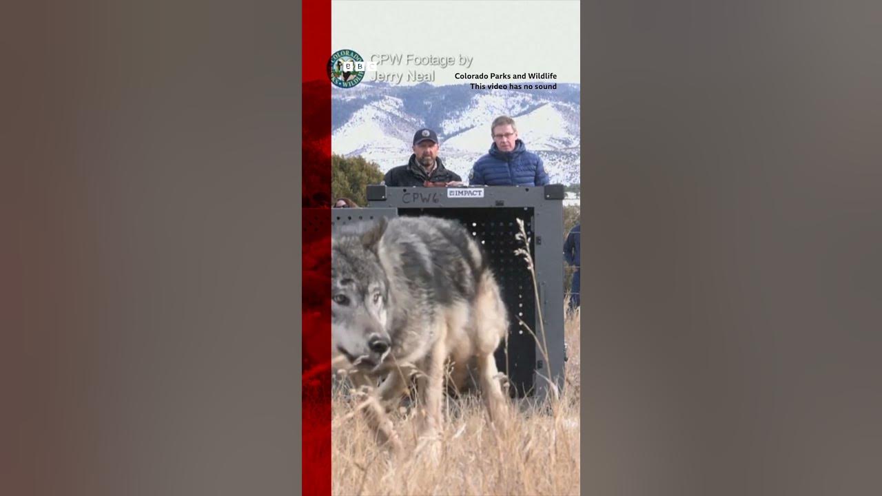 Moment grey wolves reintroduced into Colorado’s Rocky Mountains. #Shorts #Wolves #Colorado #BBCNews