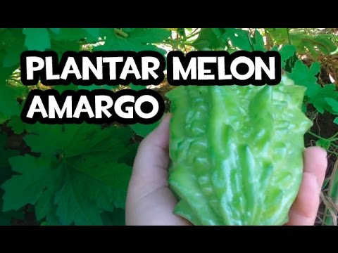 Video: Información de melón amargo - Cómo cultivar enredaderas de melón amargo
