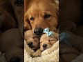 ✨Dog Mother’s Love ❤️🐶 This is what pure love looks like... ❤️