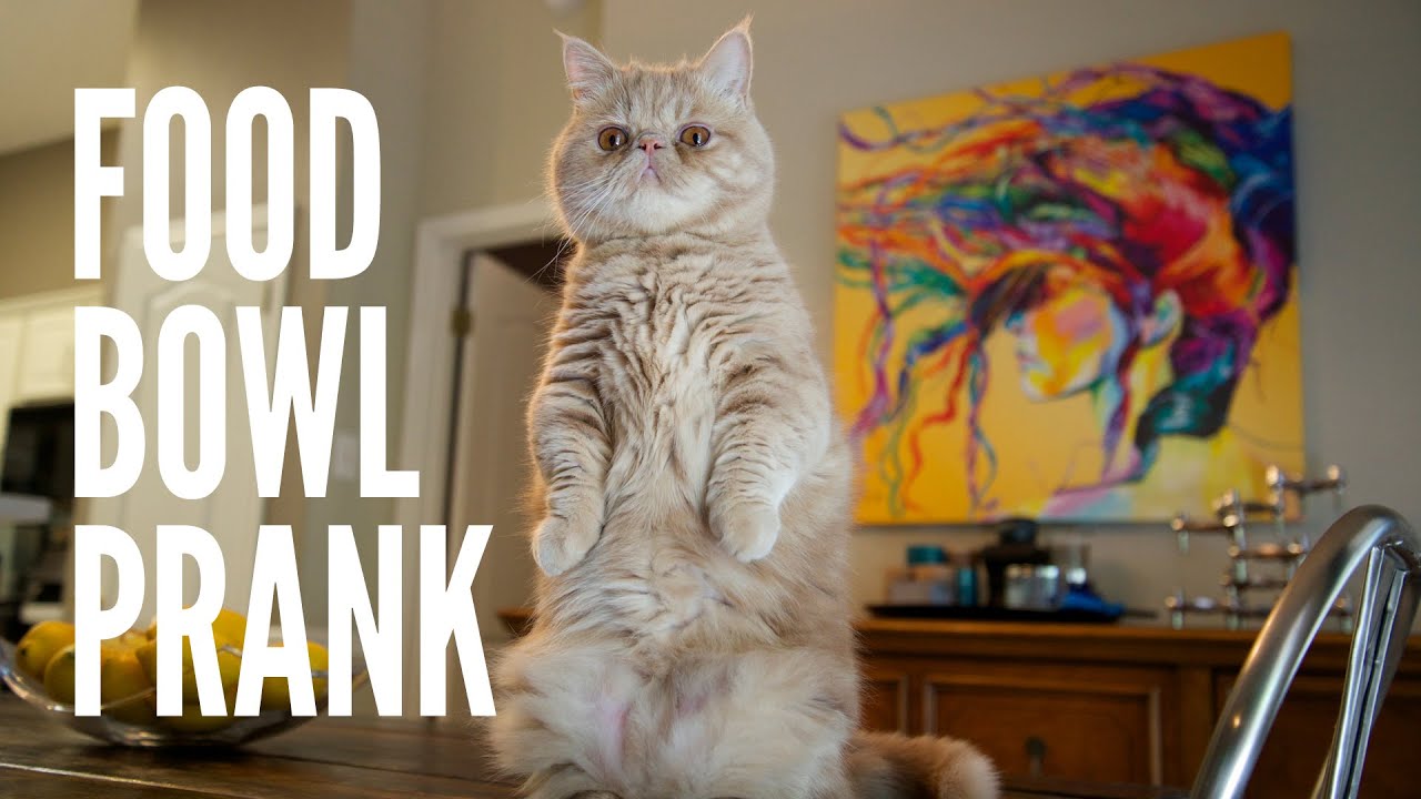 Pranked by George the Cat - Food Bowl Prank