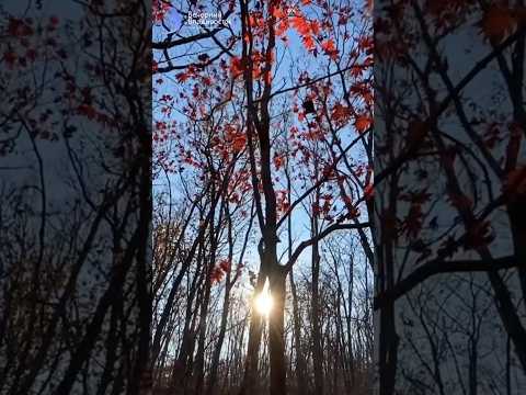 Осень / Autumn forest / #осень