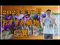 [ガーデニング] 初心者必見！10月のガーデニングにぴったりな花と球根5選