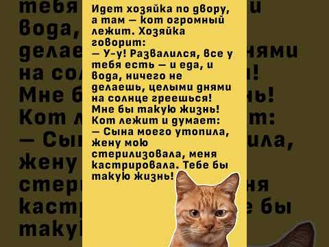 А как у вас кот живет? #юмор #анекдоты #смешновидео