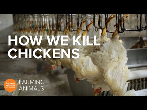 How slaughterhouses kill thousands of chickens an