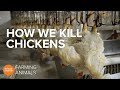 How slaughterhouses kill thousands of chickens an hour