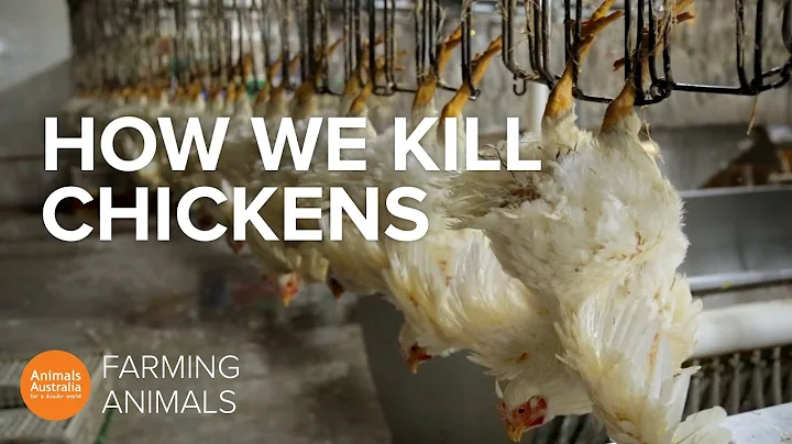 How slaughterhouses kill thousands of chickens an hour - DayDayNews